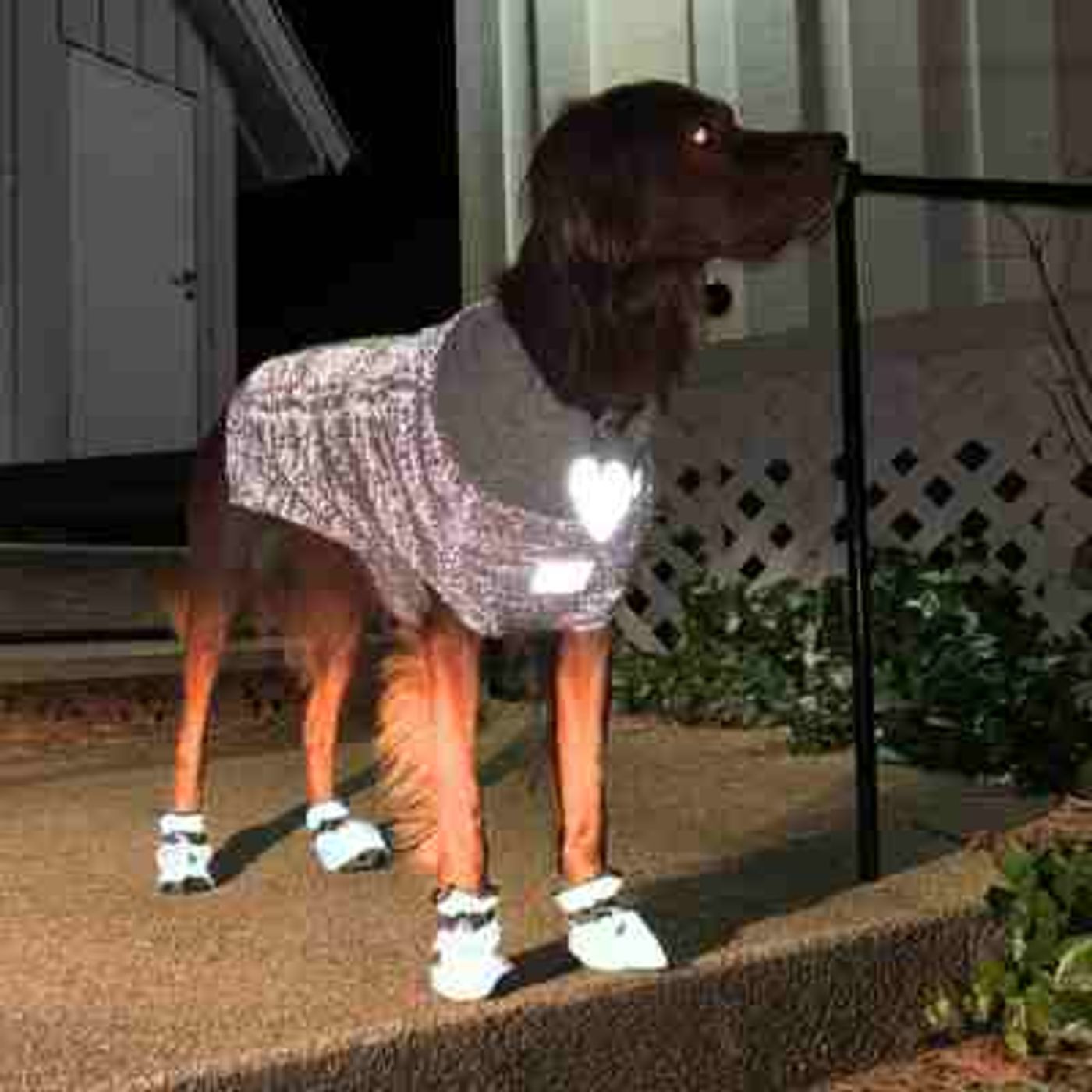 🐕Morild Bestevenn Potesokker  S i refleks, sort